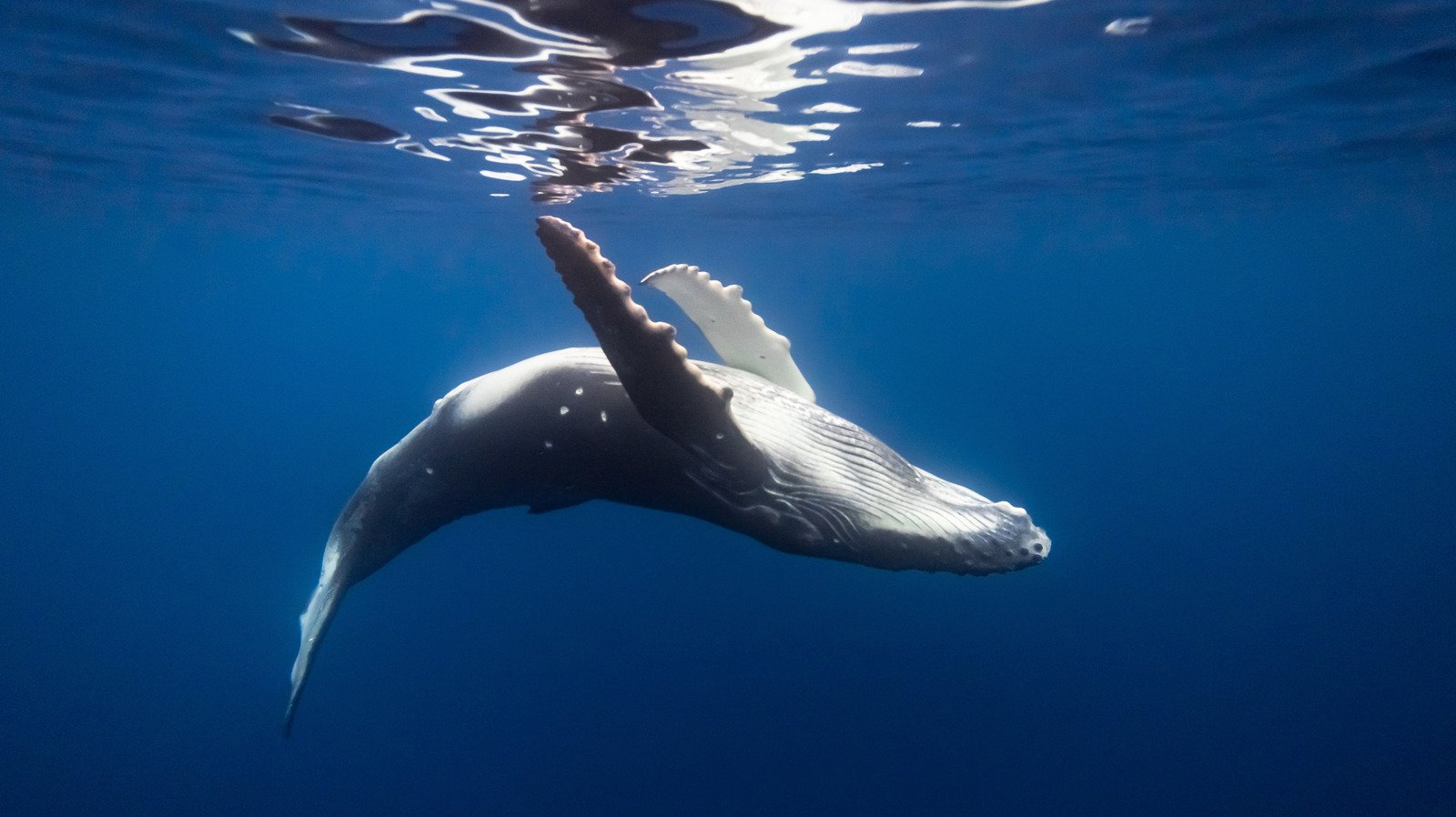 The Stunning Similarity Whale Songs Have To Human Speech