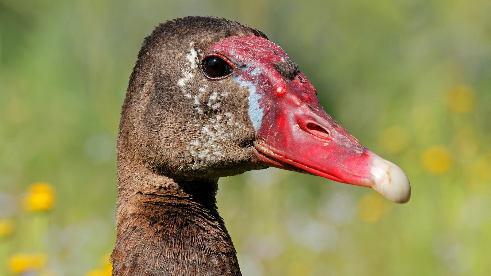5 Birds That Are Actually Poisonous