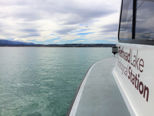 Montana Bio Station researchers find nutrient imbalance in flathead lake