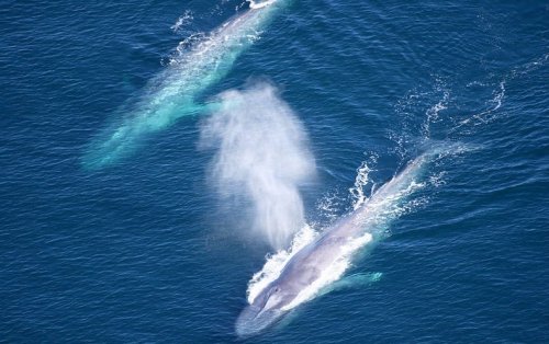 Blue Whale Song Timing Reveals Time to Go - Scientific American