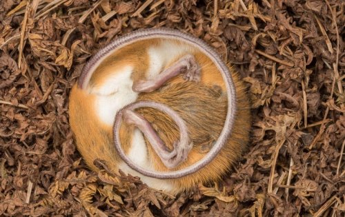 Ultrasound Puts Animals into a Curious Hibernation-Like State