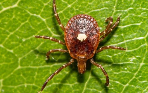 This Tick Can Make You Allergic to Meat and It’s Spreading