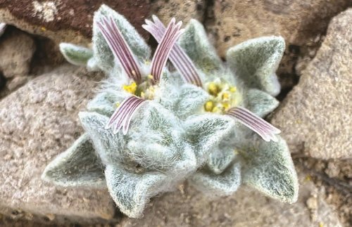 ‘Woolly Devil’ Sunflower Shows the Beauty of Strange Botany