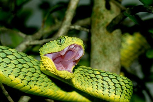 Venomous Snakes Are Spreading because of Climate Change