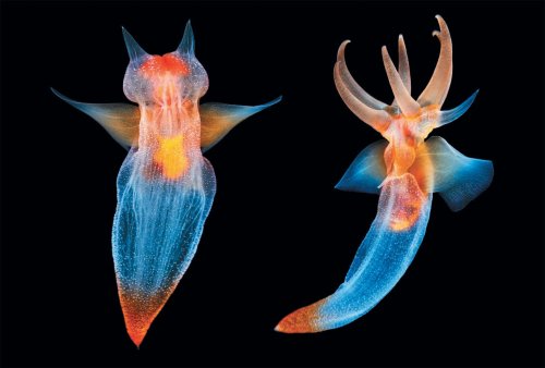 Fantastic Sea Creatures Photographed Up Close and Personal - Scientific American