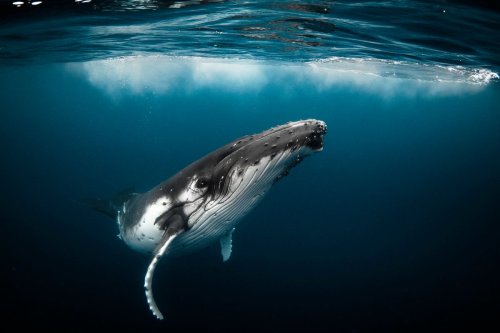 Humpback whales sometimes hang out with their mouth open, baffling scientists | Flipboard