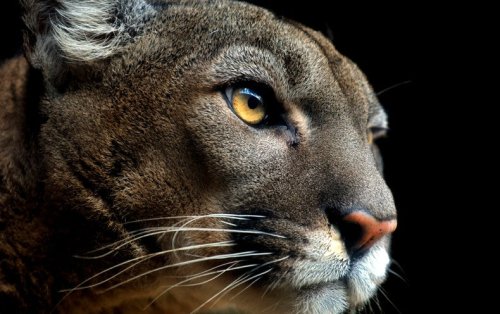 How AI Facial Recognition is Helping Conserve Pumas - Scientific American