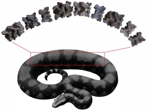 This Nearly 50-Foot Snake Was One of the Largest to Slither the Earth