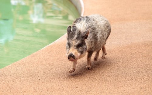 Why Pet Pigs Are More like Wolves Than Dogs - Scientific American