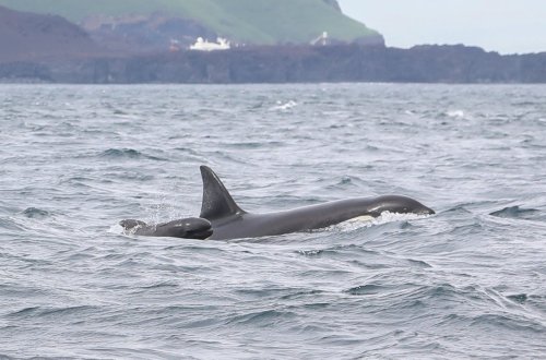 Iceland’s Orca Pods Mysteriously Include Baby Pilot Whales