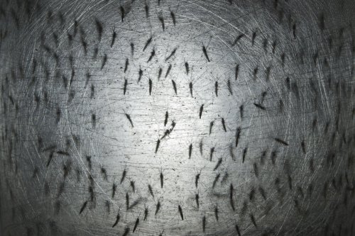 First Genetically Modified Mosquitoes Released in U.S. Are Hatching Now