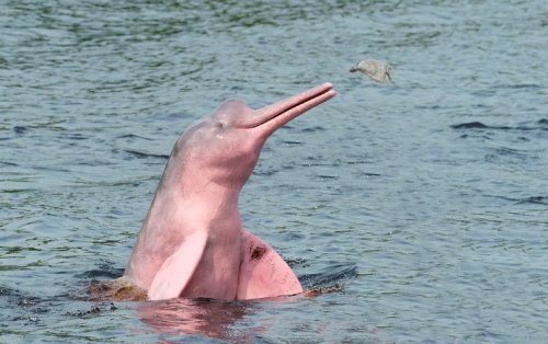 Science Sound(E)scapes: Amazon Pink River Dolphins - Scientific American