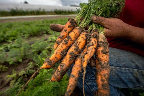 Dirt Poor: Have Fruits and Vegetables Become Less Nutritious?