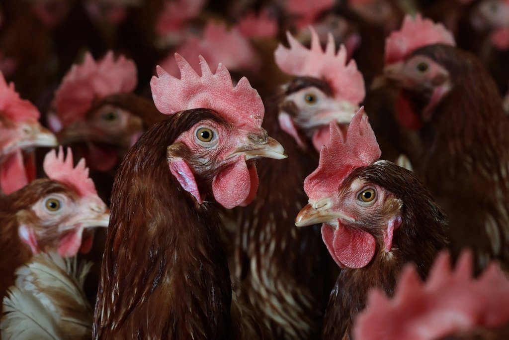 BIRD FLU