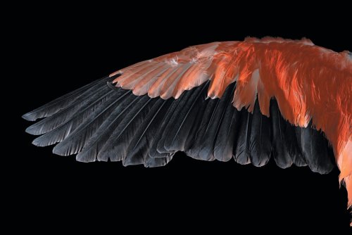 Why Feathers Are One of Evolution’s Cleverest Inventions