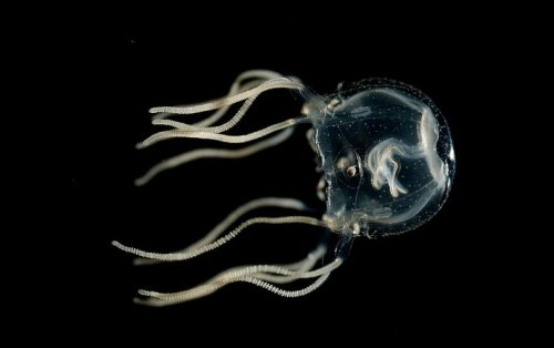 These Adorable Jellyfish Show Learning Doesn't Even Require a Brain
