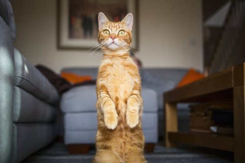 This Strange Mutation Explains the Mystifying Color of Orange Cats
