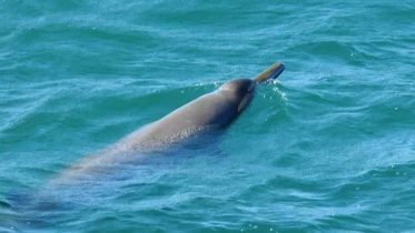 Researchers Surprised by Unusually Fast Beaked Whale’s Deep-Sea Hunting Strategy