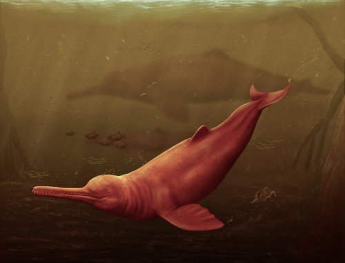 16 Million Years Old: Giant Dolphin Discovered in the Amazon Rainforest