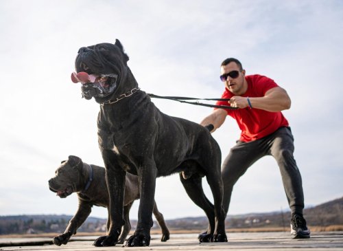 Here are the world's 10 strongest breeds of adorable dog - powerful pet pups including the loyal Rottweiler