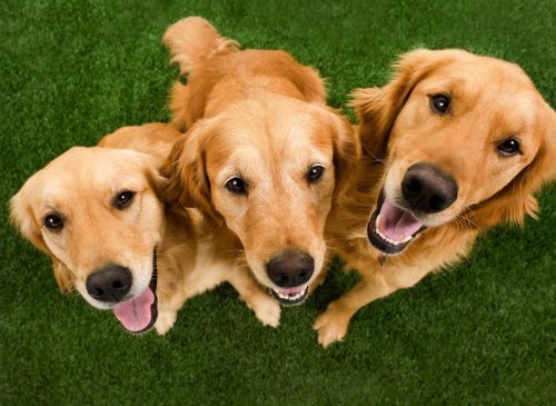 Top Golden Retriever Dog Names: Here are the 10 most popular puppy names in the world for the loving Golden Retriever 🐕