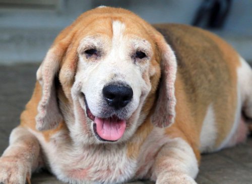 10 breeds of lovable dog that live the longest and shortest average lives - including Great Danes