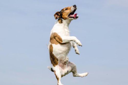 Most Hyper Dogs: These are the 10 most energetic breeds of adorable pedigree dog - including the loving Jack Russell 🐕