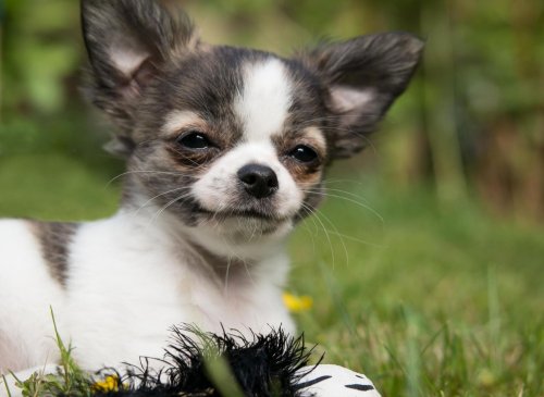 These are 10 fun facts you have to know about the tiny and loving Chihuahua dog