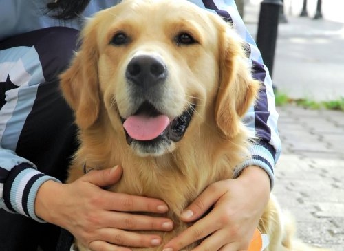 Guide Dogs 2022: These are the 10 breeds of adorable dog that make great guide dogs - including the loving Labrador Retriever 🐕