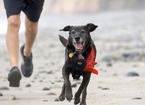 10 breeds of lovely dogs that are great running partners - including the popular Labrador