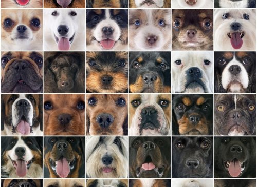 Here are the 10 most popular breeds of working dog in the UK - from the Rottweiler to the Husky