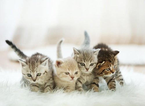 Here are 10 tiny cat breeds that look like small cuddly kittens in adulthood