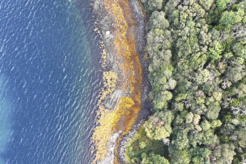 Friends Of The Scotsman Restoring Scotland s Rainforest Flipboard