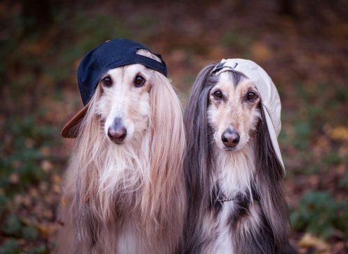 Afghan Hound Trivia 2022: Here are 10 fascinating facts about the loving Afghan Hound dog🐕