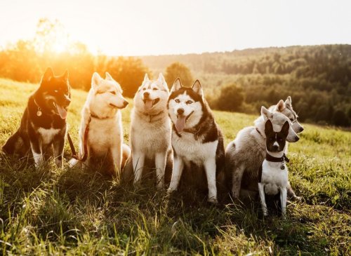 Outdoorsy Dogs 2022: These are the 10 breeds of adorable dog that need plenty of fresh air and outside time - including the loving Labrador 🐕