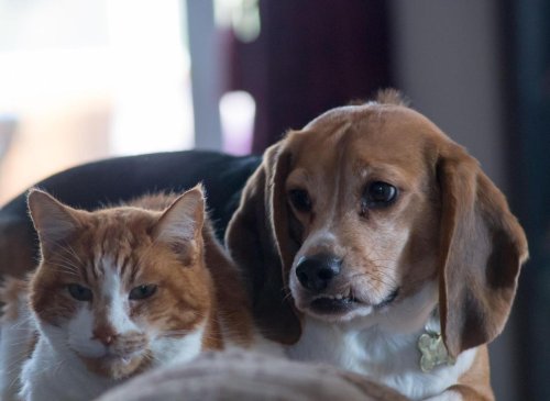 Dog Cat Friends: Here are the 10 breeds of adorable dog that will get on best with cats - including the loving Labrador 🐶