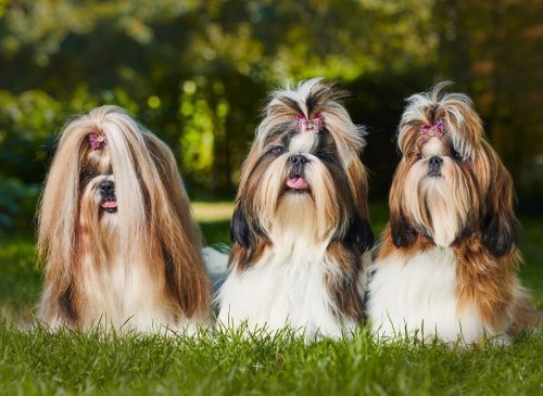 Top Shih Tzu Trivia: These are 10 fun dog facts you need to know about the adorable Shih Tzu breed 🐶