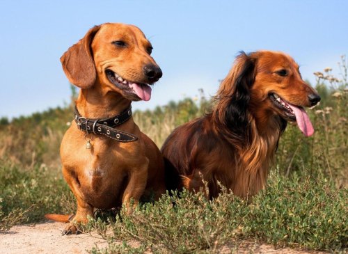 Top Dachshund Facts: These are 10 fun facts you need to know about the loving Dachshund breed of dog 🐶
