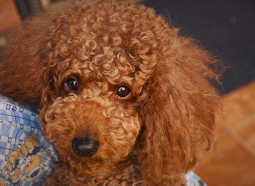 Dogs For Elderly Breed Advice: Here are the 10 best and worst breeds of adorable dog for older owners - from the Poodle to the Labrador 🐶