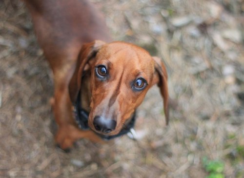 Here are the 10 most popular puppy names for the loving Dachshund sausage dog