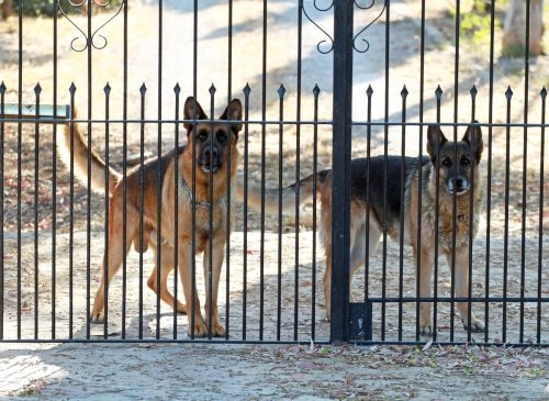 10 breeds of adorable dog that make the best and worst guard dogs - from the German Shepherd to the Labrador Retriever
