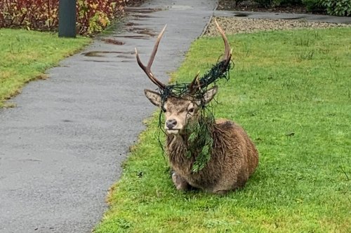 Stag dubbed 'Festive Bob' gets antlers tangled in festive lights after ‘headbutting’ Scottish Christmas tree