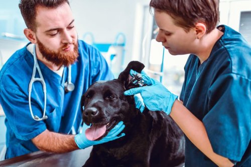 Unhealthy Dogs: Here are the 10 breeds of adorable pedigree dog likely to need most vet visits - including the loving Labrador 🐶