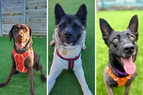 Edinburgh Rescue Dogs: These adorable pups are all looking for their forever home this Easter