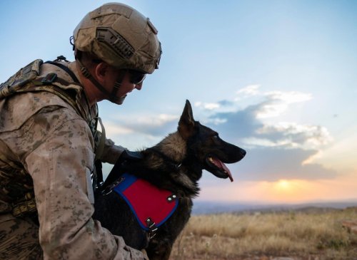 Top Army Dogs 2022: Here are the 10 breeds of adorable dog that make the best military dogs - including the loving Labrador Retriever 🐶