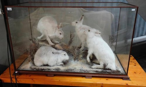 Scotland's largest sale of taxidermy 'this century' set to be held as country house emptied