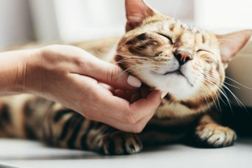 Bengal Cat Facts: Here are 10 interesting, adorable and fun facts about the stunning Bengal Cat Breed