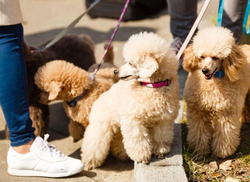 Hypoallergenic Dogs: Here are the 10 breeds of adorable dog that shed least hair - including the loving Poodle 🐶