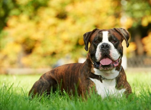 10 fun facts you might not know about the adorable and cuddly Boxer dog
