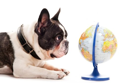 dog-havens-these-are-the-10-most-dog-friendly-countries-in-the-world